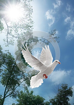 White dove flying