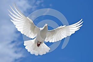 white dove flying against a blue sky