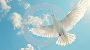 White dove flying against blue sky