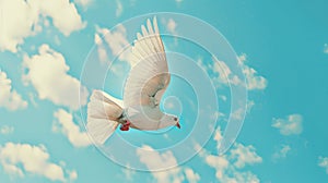 White dove flying against blue sky