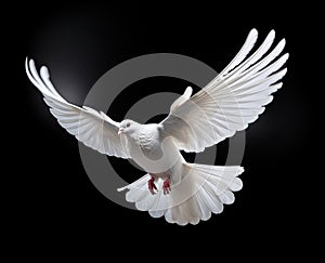 white dove flying on background black