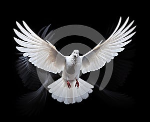 white dove flying on background black