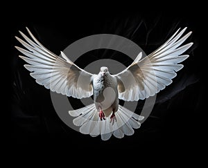 white dove flying on background black