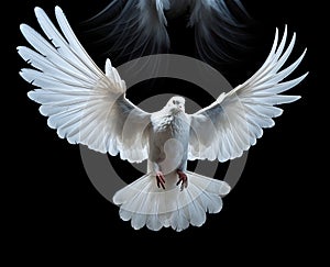 white dove flying on background black