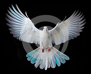 white dove flying on background black