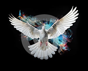 white dove flying on background black