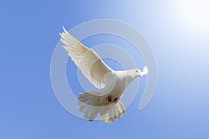 White dove flying on a background of blue sky