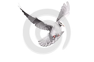 White dove flying on background for freedom concept in clipping path,international day of peace 2017