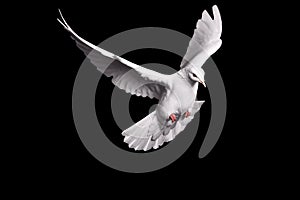 White dove flying on black background for freedom concept in clipping path, international day of peace 2017