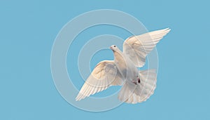 white dove flying in the blue sky