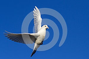 White dove flying in the blue sky having opened wings