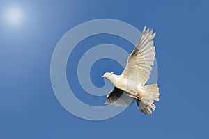 white dove flying in the blue sky towards the sun