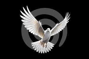 White dove flying floating on black background