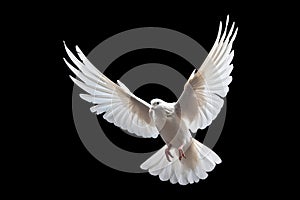 White dove flying floating on black background