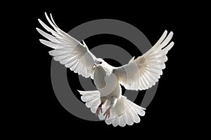 White dove flying floating on black background