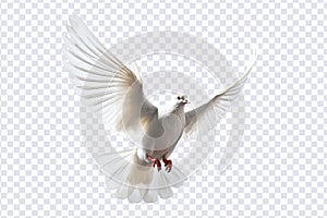 White dove flying floating on transparent background