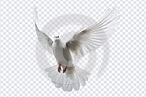 White dove flying floating on transparent background