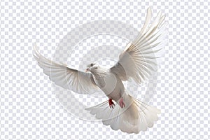 White dove flying floating on transparent background