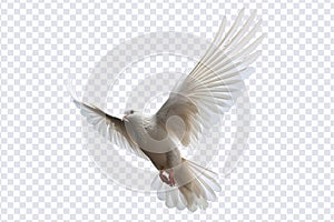 White dove flying floating on transparent background