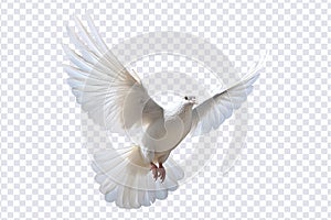 White dove flying floating on transparent background