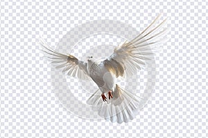 White dove flying floating on transparent background