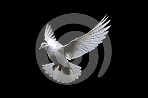 White dove flying isolated on black background and Clipping path. freedom on international day of peace concept
