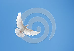 White dove flying