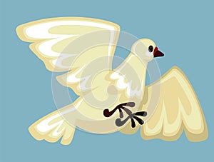 White dove flying with spread wings, domestic farm animal