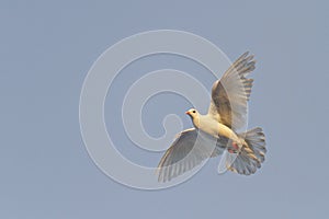 White dove flying in sunlight