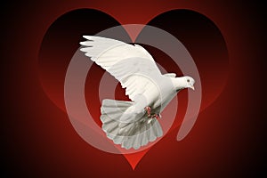 White dove flying symbol of love on red and black heart background