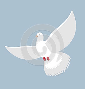 White Dove. Flying White pigeon. Bird with wings. White blue symbol of peace.