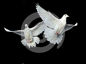 Bílý holubice v volný let 