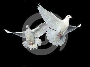 White dove in free flight