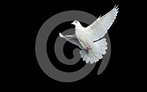 Bianco colomba gratuito anni 