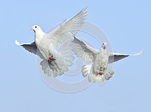 White dove in free flight
