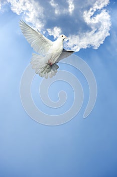 Bílý holubice v volný let 