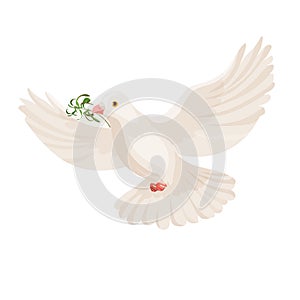 White dove with grass in beak vector flying bird isolated