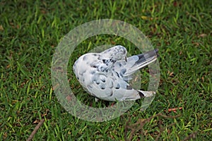 WHITE DOVE WITH GREY MARKINGS WITH NECK BENT BACK