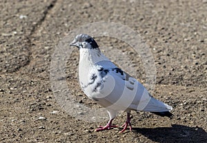 A white dove on the ground