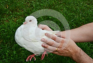 White dove on hand