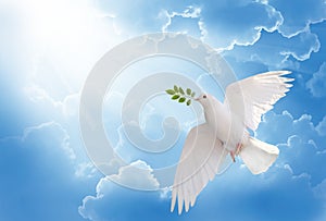 White dove holding green leaf branch flying in the sky