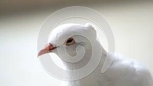 A white dove with its eyes half closed