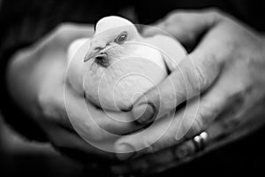 A white dove in a mans hands.