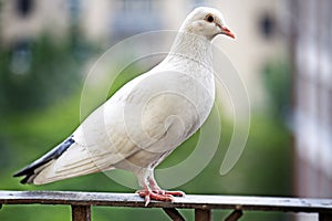 White dove on metal fence