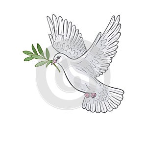 Bílý holubice olivový větev 