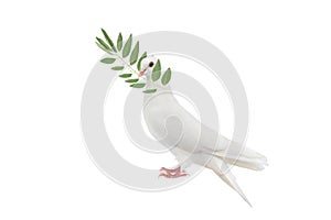 White dove with olive branch in its beak isolated on white