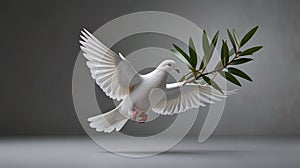 White dove with an olive branch, symbolizing peace. isolated on a solid chromakey background. photo