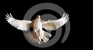 White dove with open wings flies on a black background