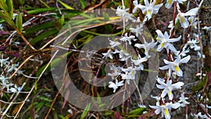 White dove orchids blooming wildly by the roadside