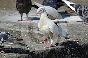 White dove among other dark ones.